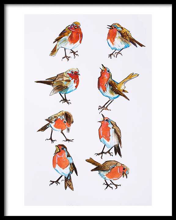 Robin 40x50