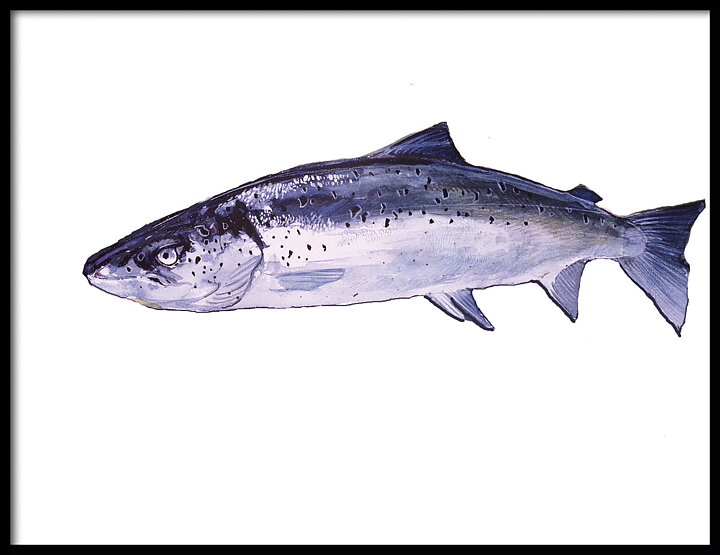 Havsöring Trout 50x40