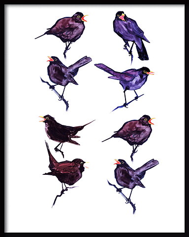 Koltrast 40x50 cm