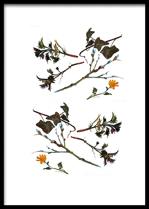 Nettles Vide 50x70 cm