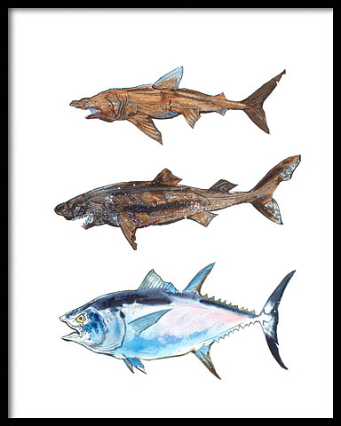 Håkärring Brugd Tonfisk 50x70 cm