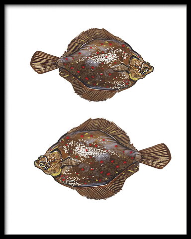 Rödspotta 40x50 cm