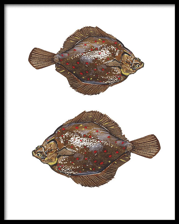 Rödspotta 40x50 cm