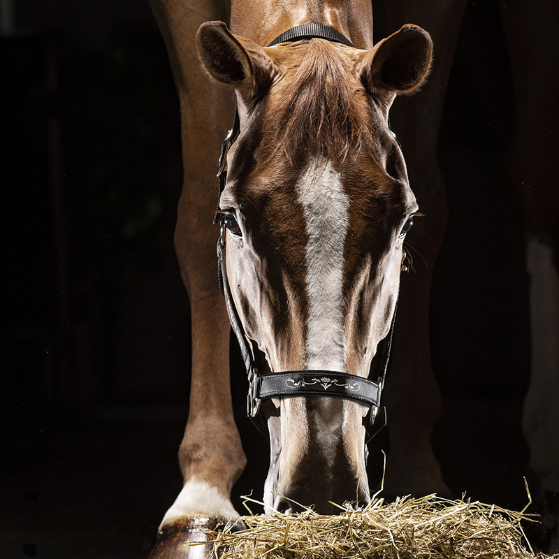 Equiline grimma Timmy svart