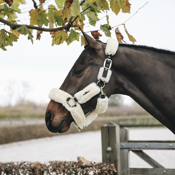 Kentucky  fårskinnsgrimma  natur