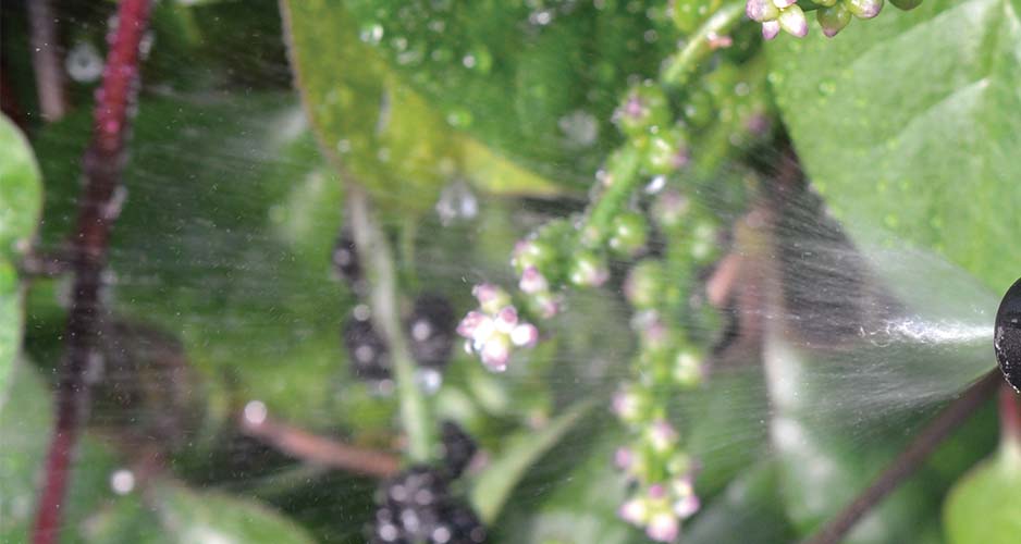 Sprayflaska 1 liter - 2