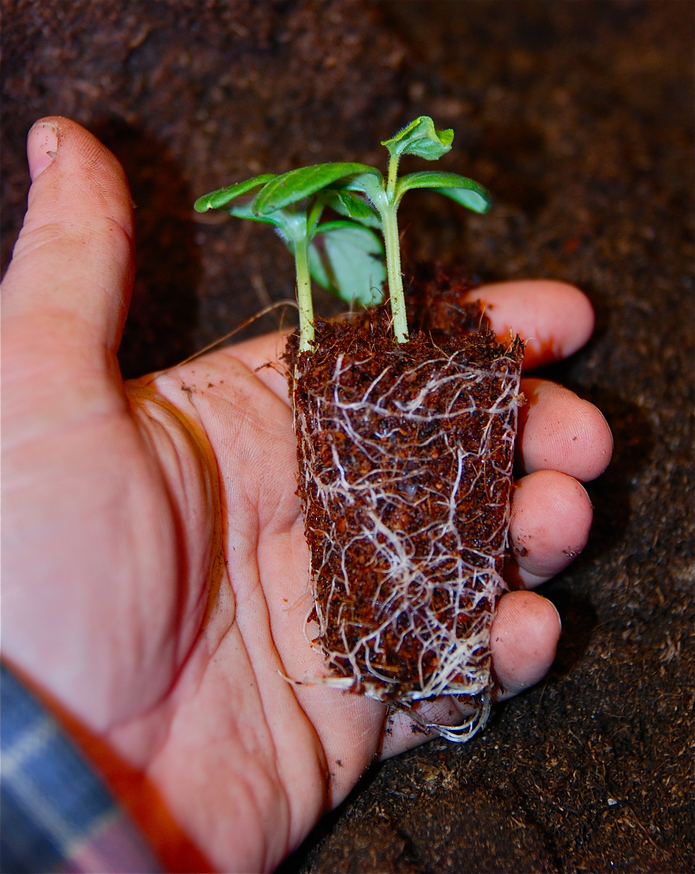 Coir Peat block / Kokosfiber finmald - 2