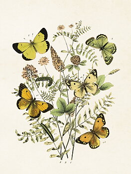 Sköna Ting - poster 18x24 - Fjärilar