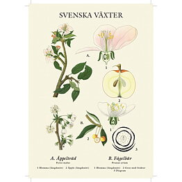 Grunne - posters svenska växter