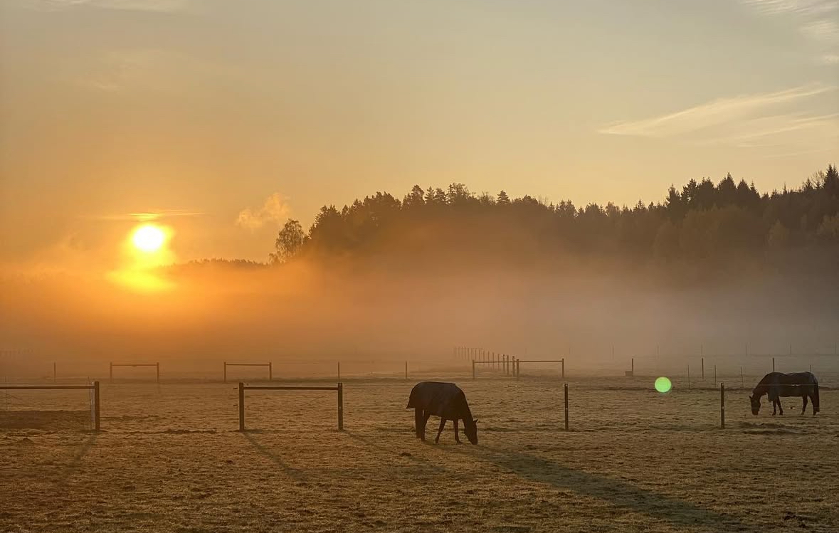 HORSE AND STABLE