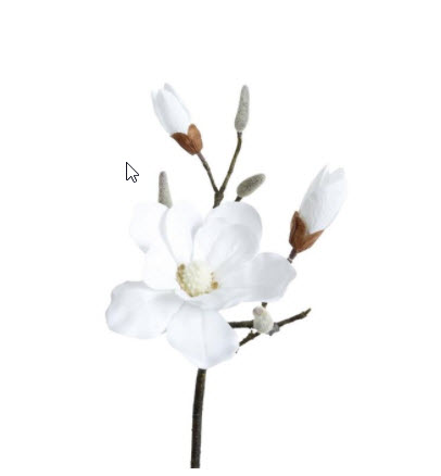 Kvist Magnolia  Vit, 70 cm - 4