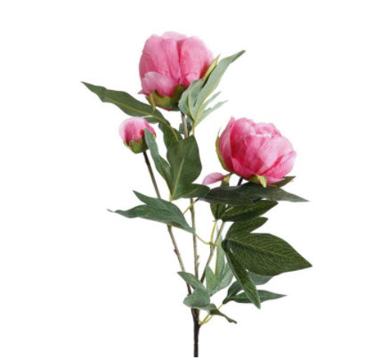 Kvist Pion Cerise, 70 cm - 3