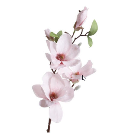 Kvist Magnolia Rosa, 45 cm - 4