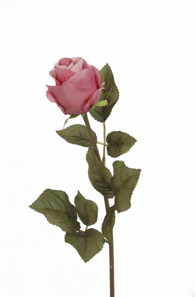 Roskvist Rosa, L62 - 2