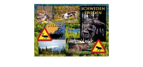 Vykort Älgar Sverige