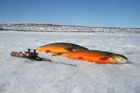 Boka Vinterfiske Skotertur/ kälktur med isfiske inkl. fika Ett spännande äventyr