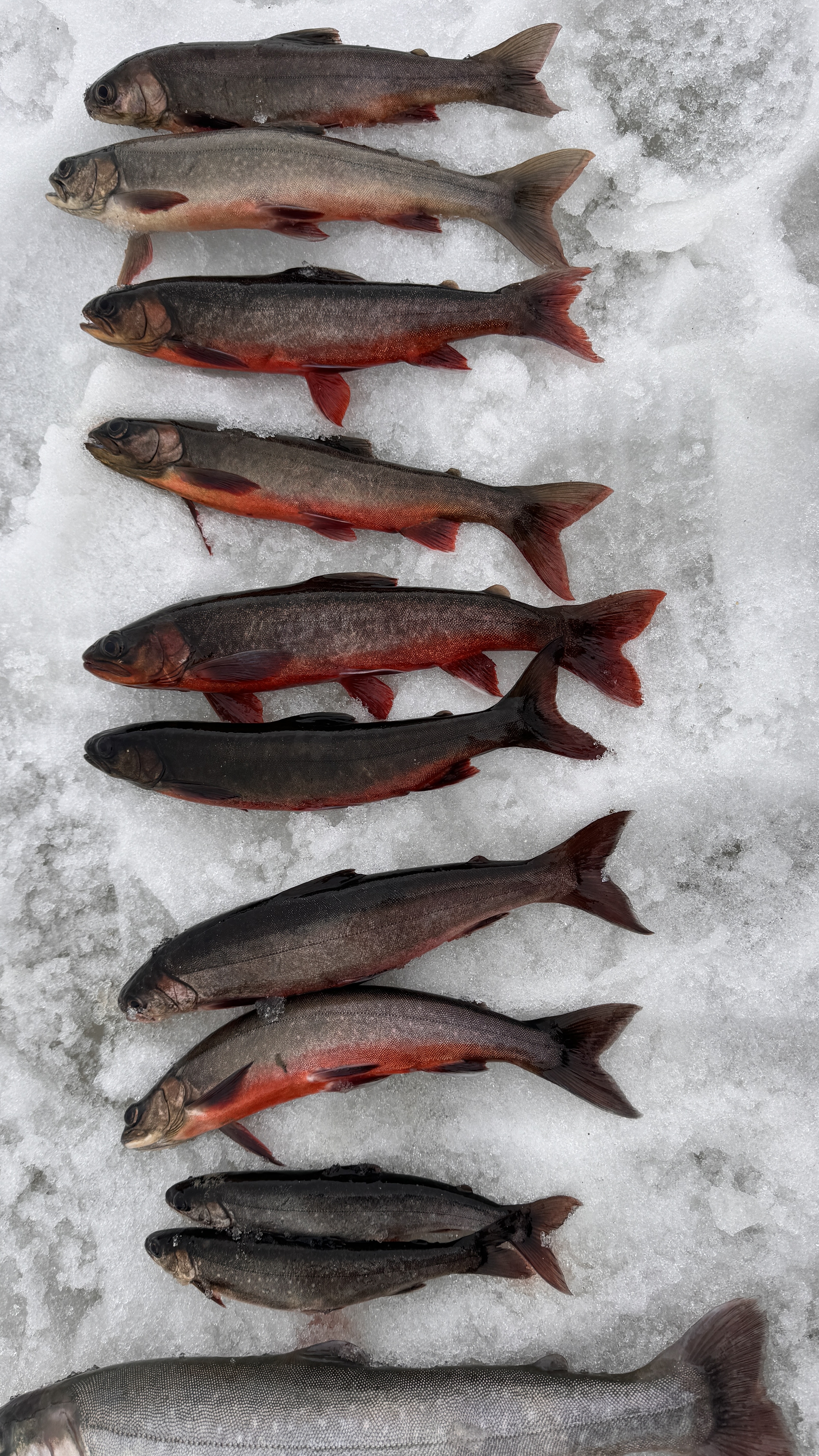 ISFISKE Isfiske med guide Anpassad för alla oavsett ålder