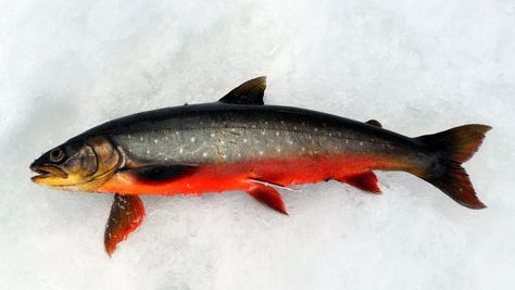 isfishing  