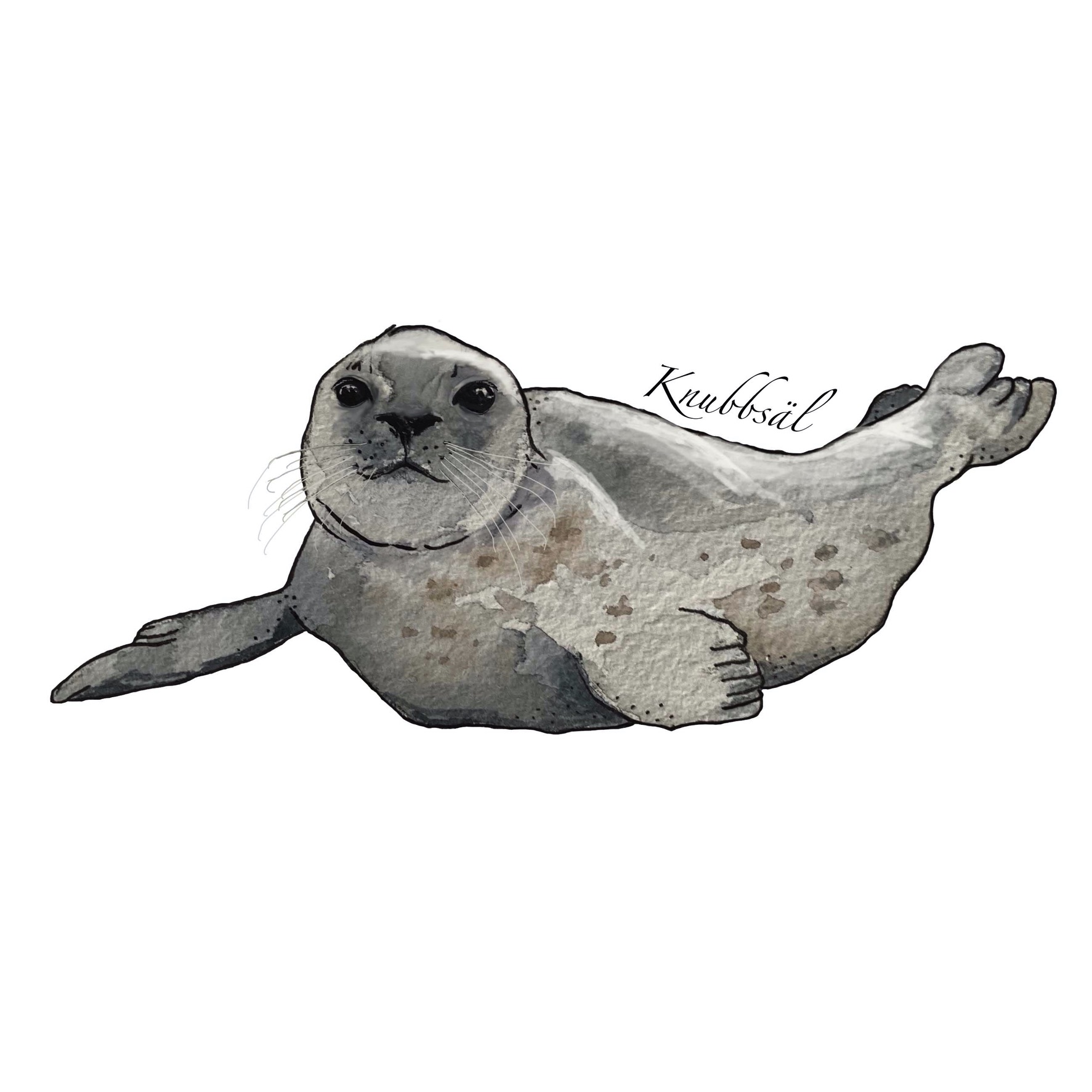 Snuttefilt knubbsäl - 2
