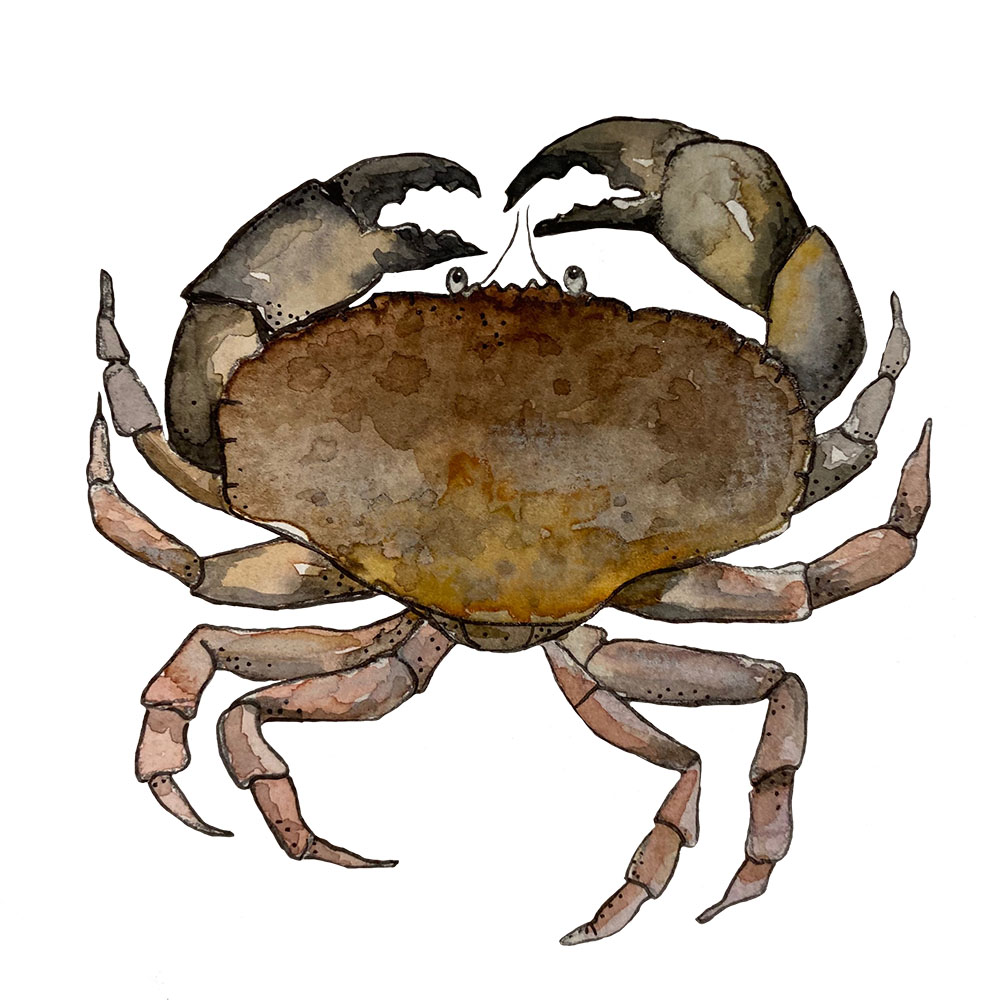Body krabba - 2