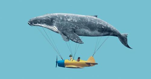 BGD design  Ozone gliders  Nivuk gliders