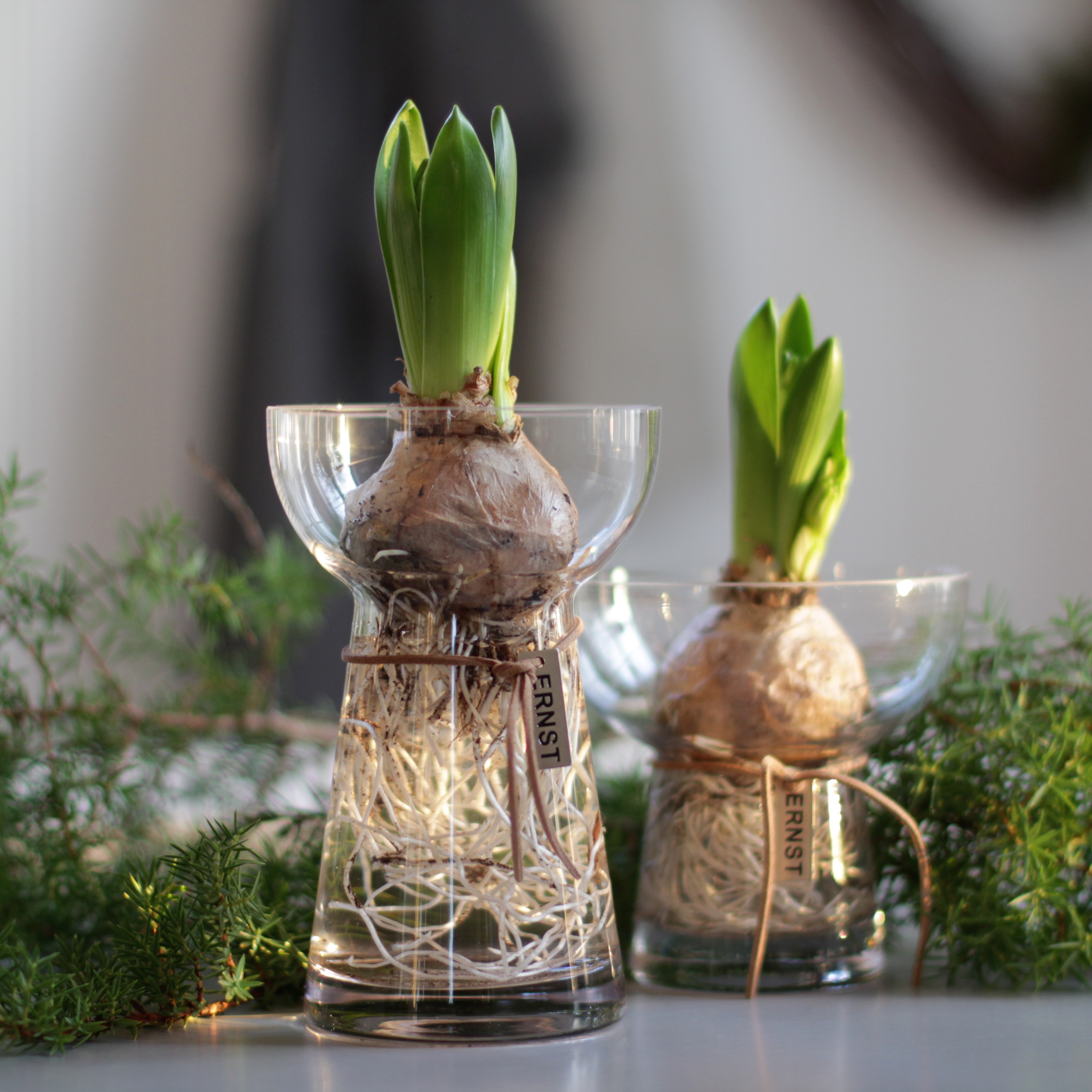 Hyacintvas ERNST Klar - Mellan - 2