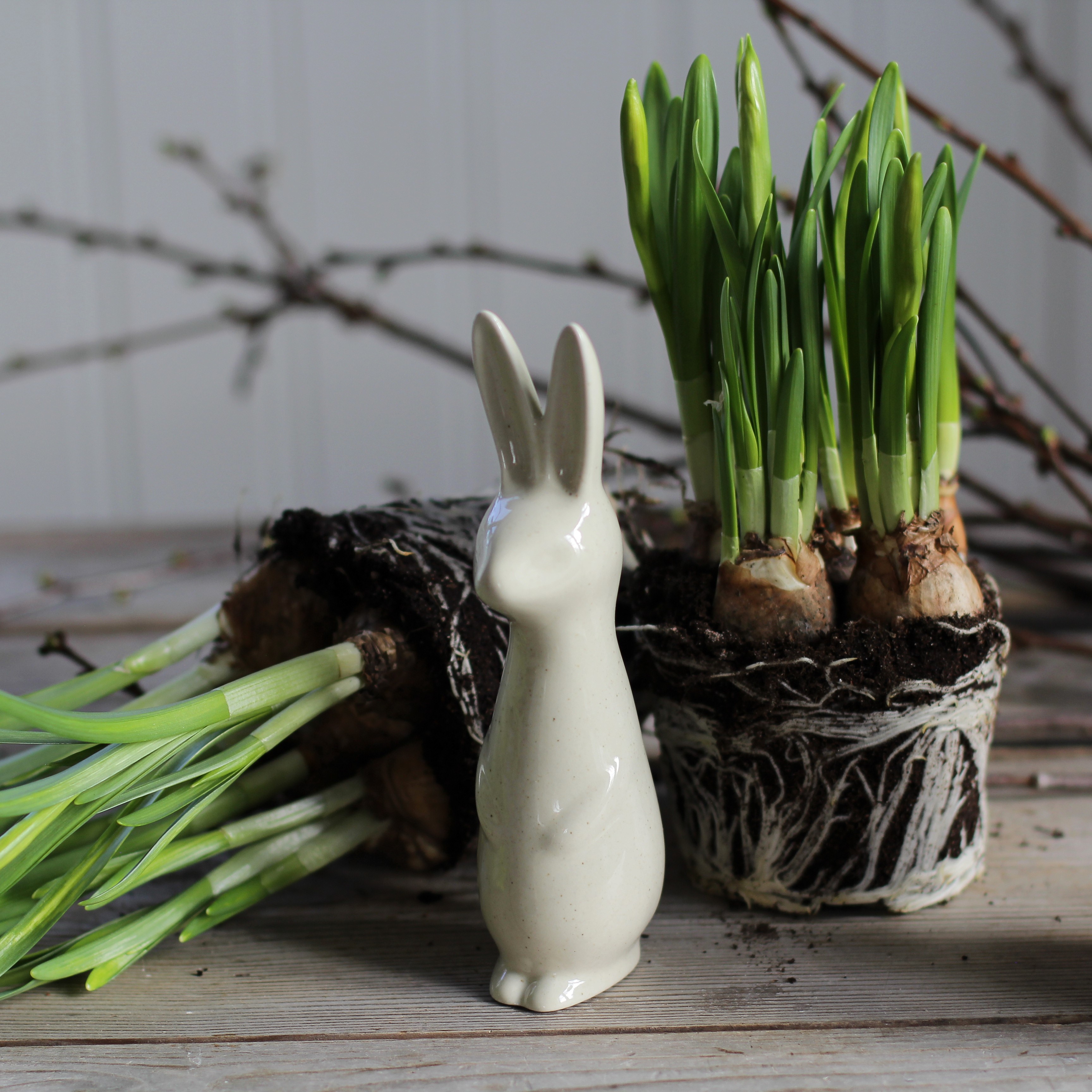 Swedish rabbit Vanilla  - Liten - 2