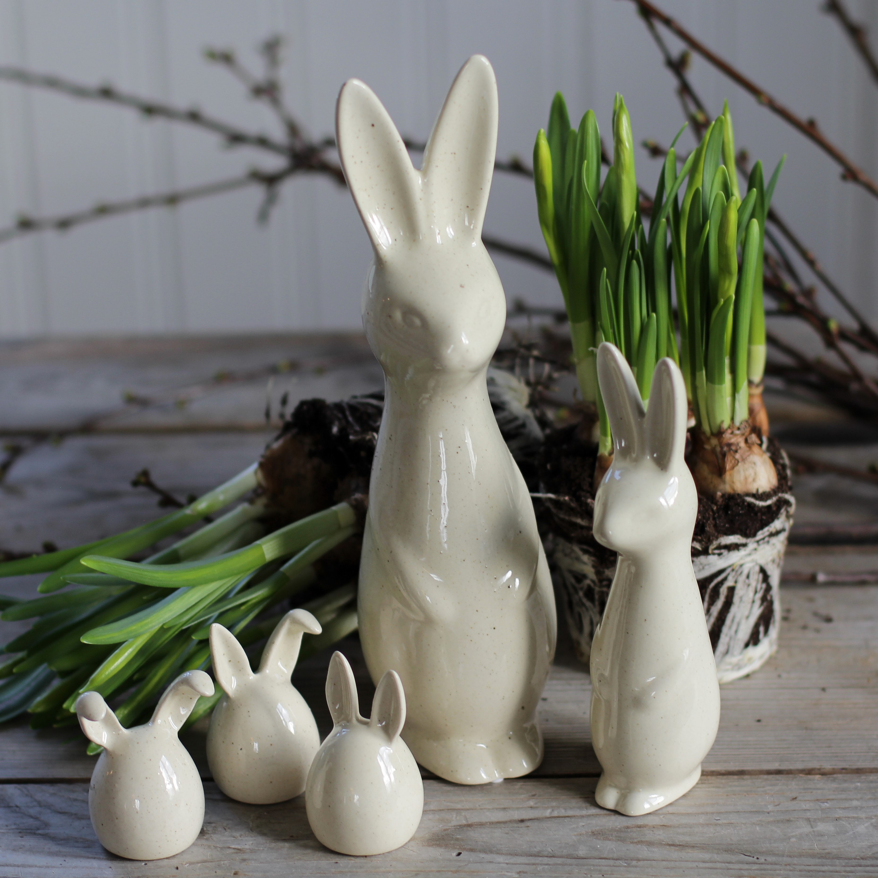 Swedish rabbit Vanilla  - Liten - 4