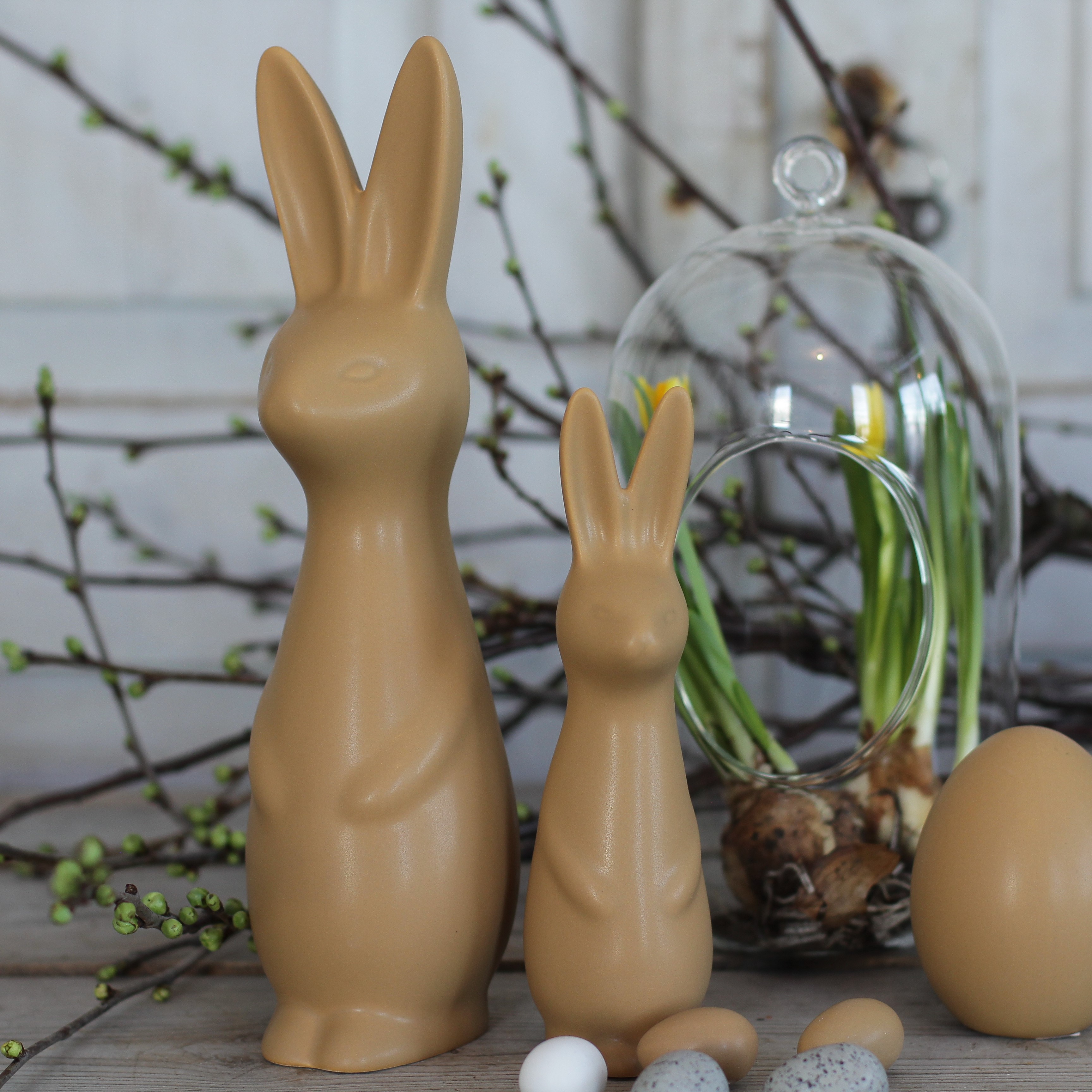 Swedish rabbit Ocra  - Stor
