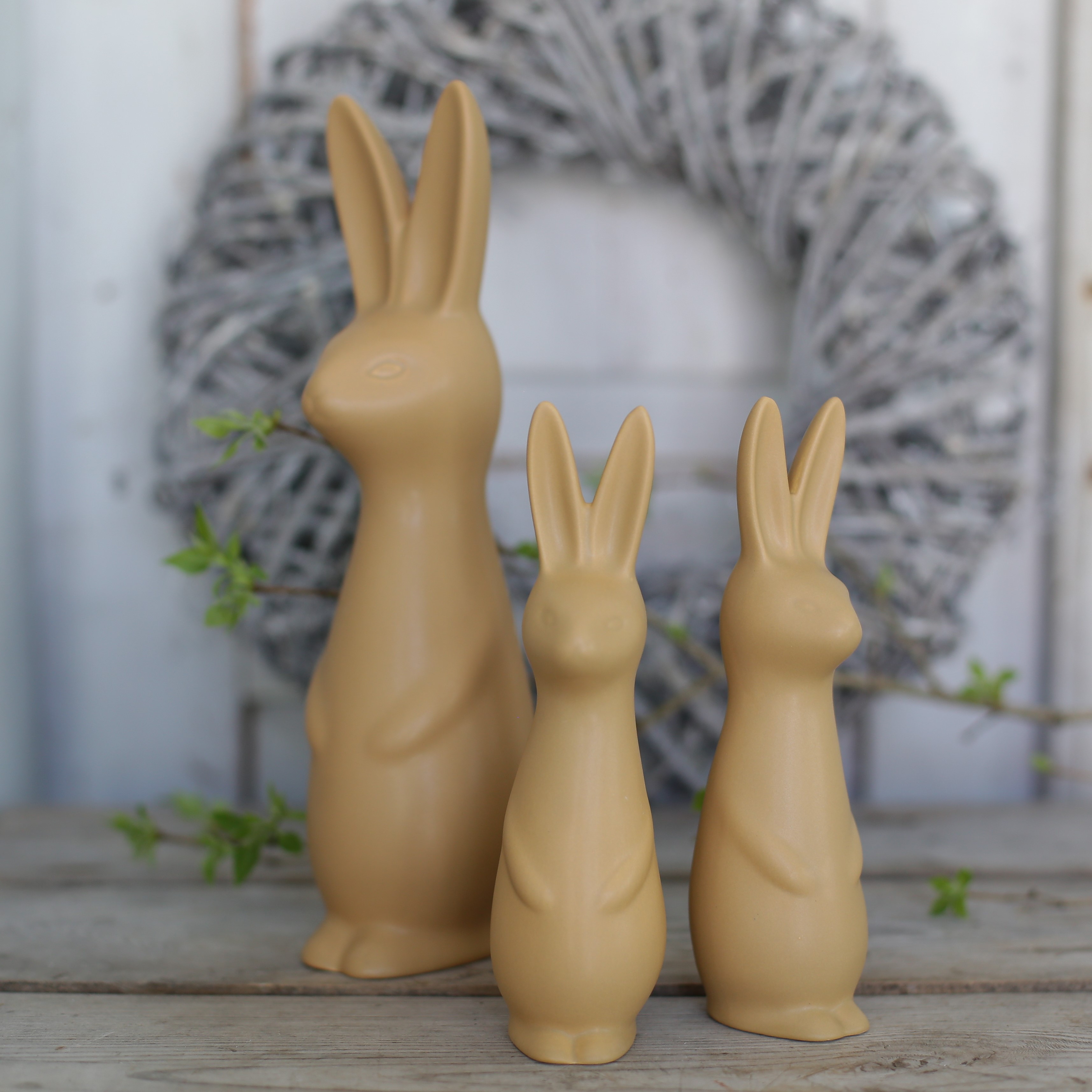 Swedish rabbit Ocra  - Stor - 5