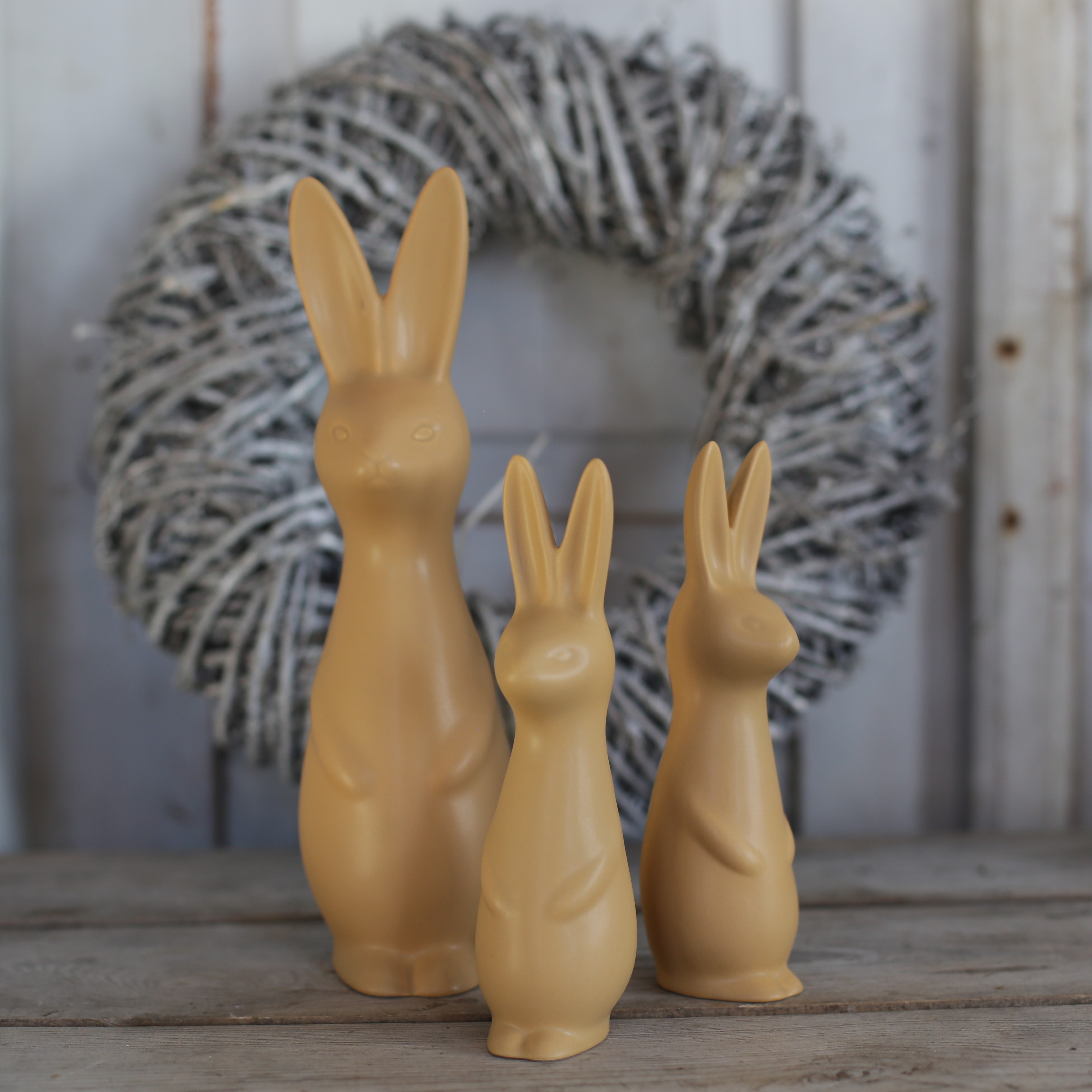 Swedish rabbit Ocra  - Stor - 7