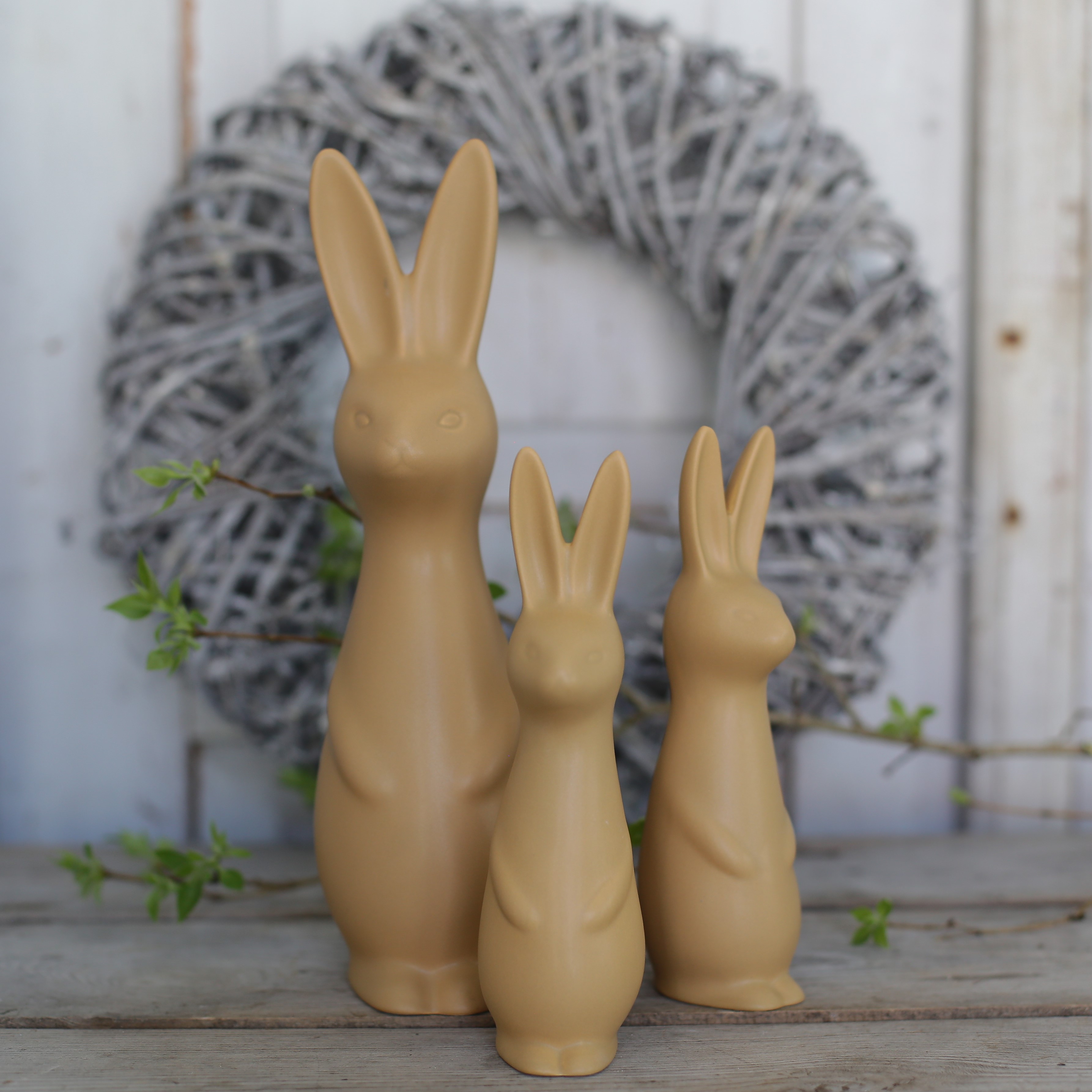 Swedish rabbit Ocra  - Stor - 8
