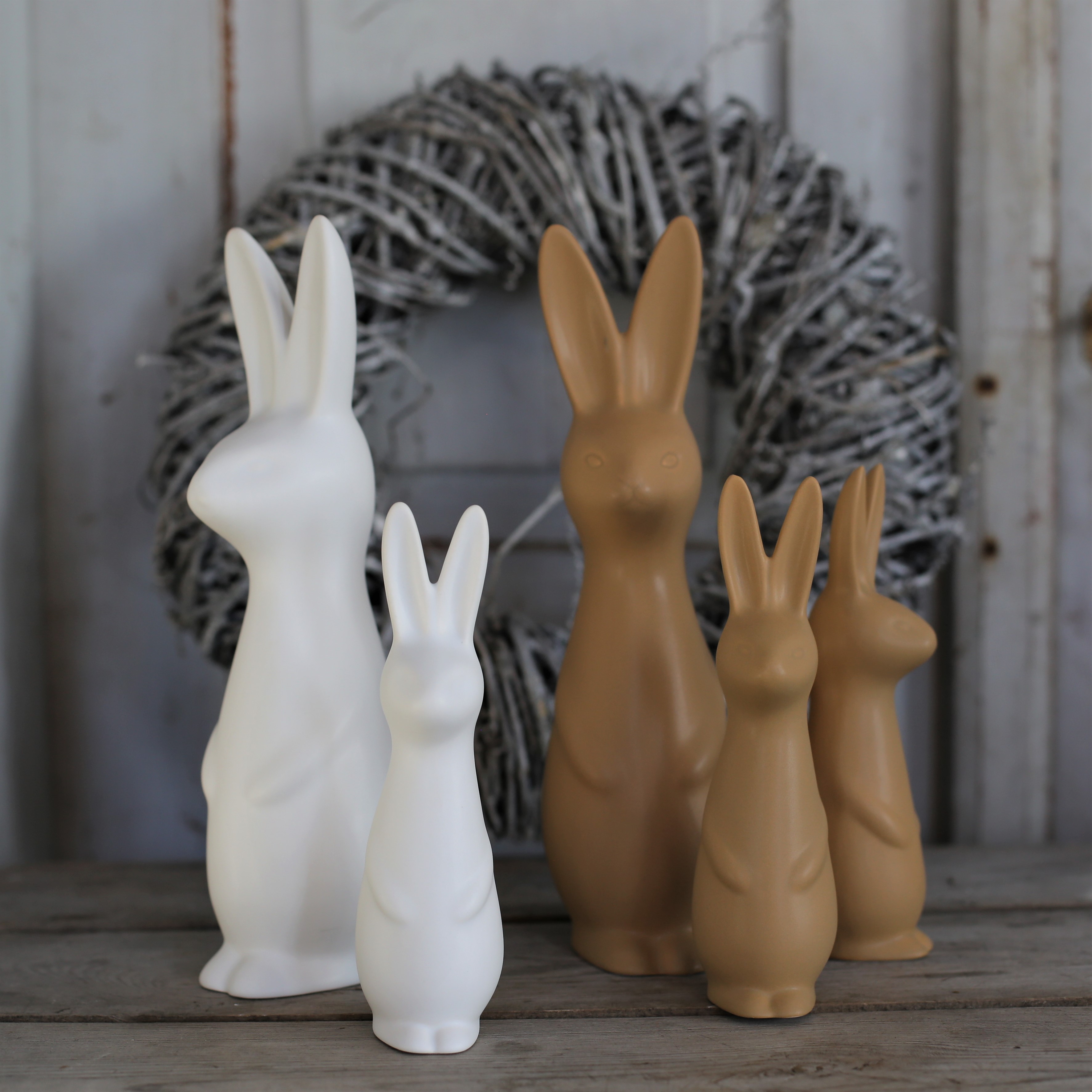 Swedish rabbit Ocra  - Stor - 6