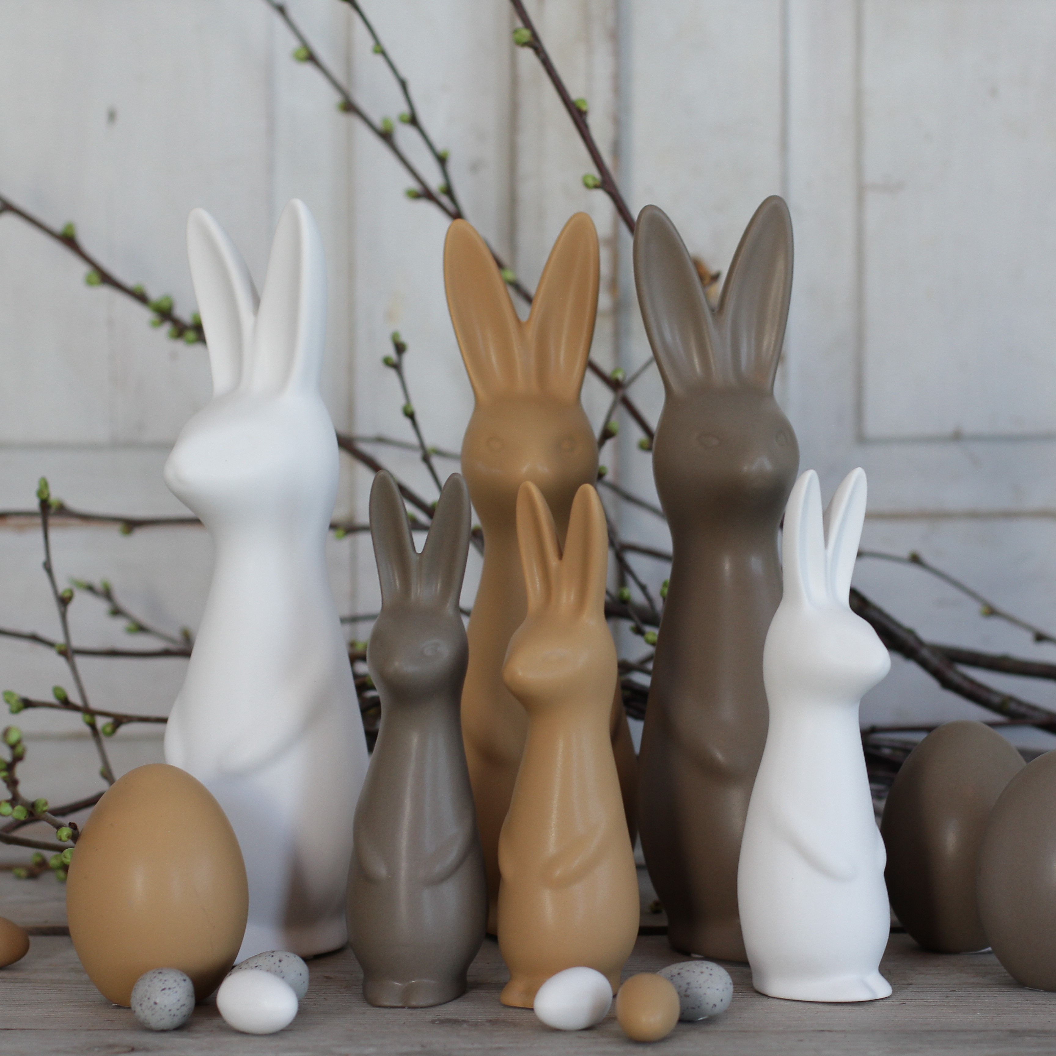 Swedish rabbit Ocra  - Stor - 2