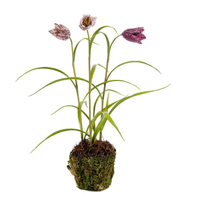 Frittilaria 30 cm - Lila - 2