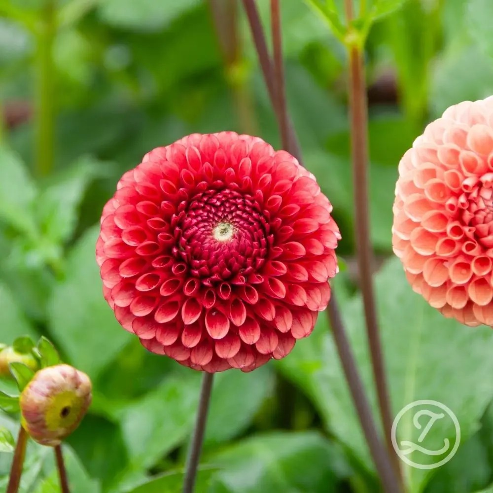 Dahlia - Copper Boy