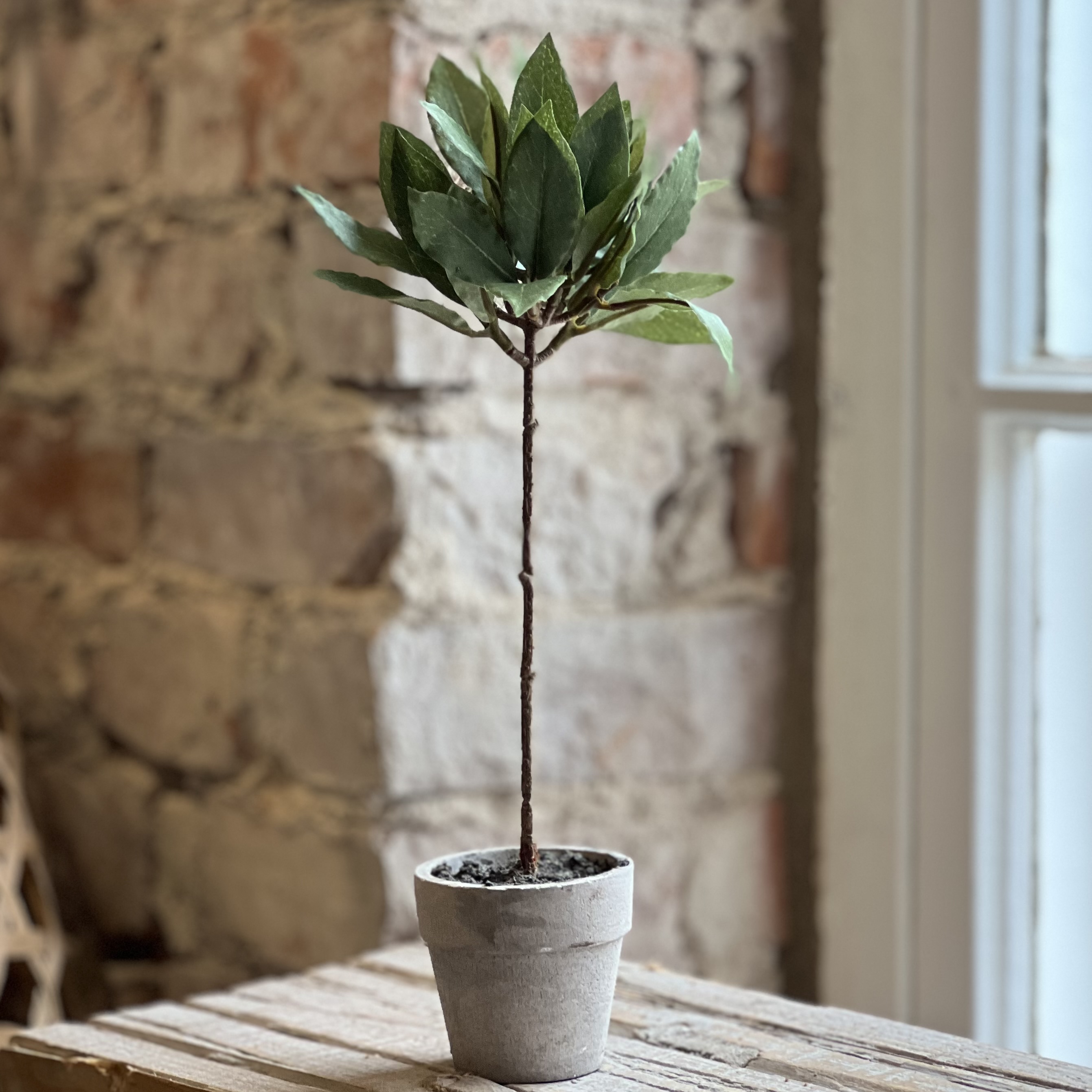 Miniträd 28 cm - Lagerblad
