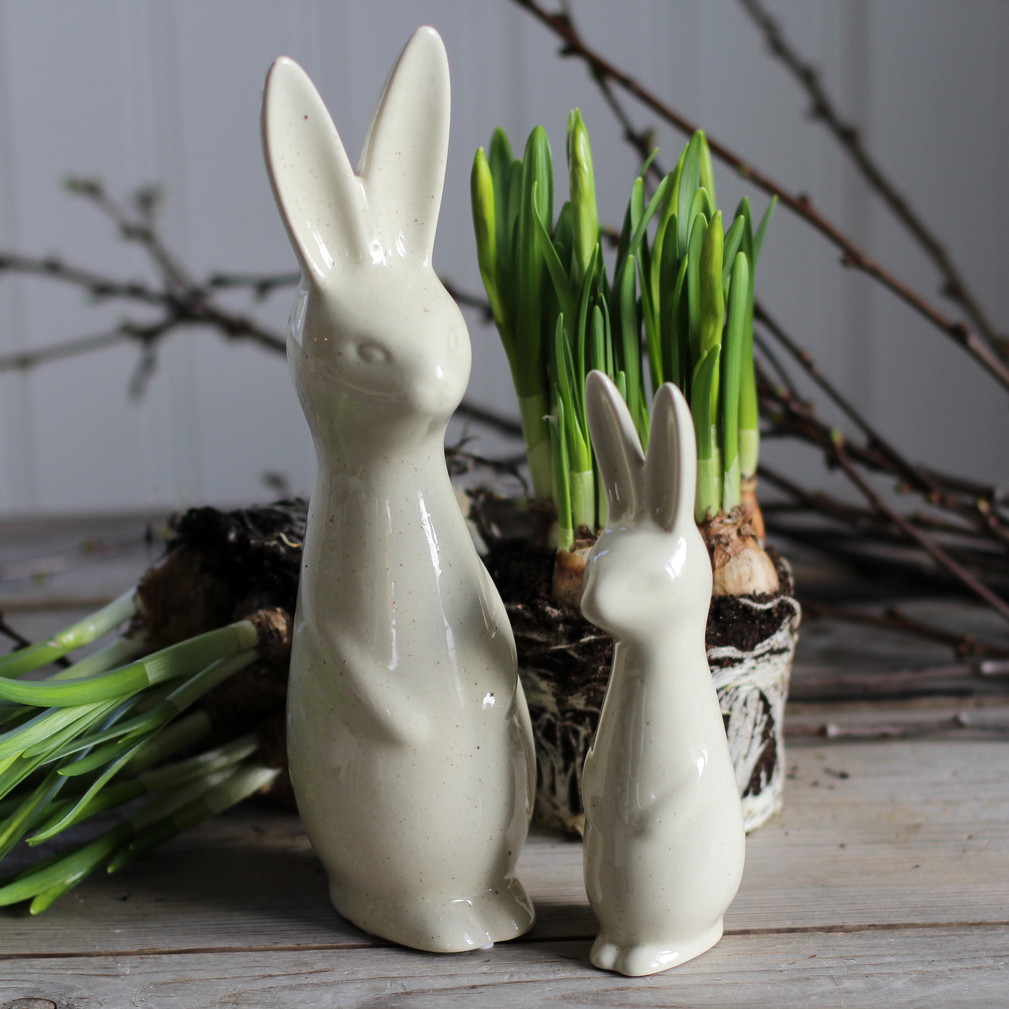 Swedish rabbit Vanilla  - Stor - 6