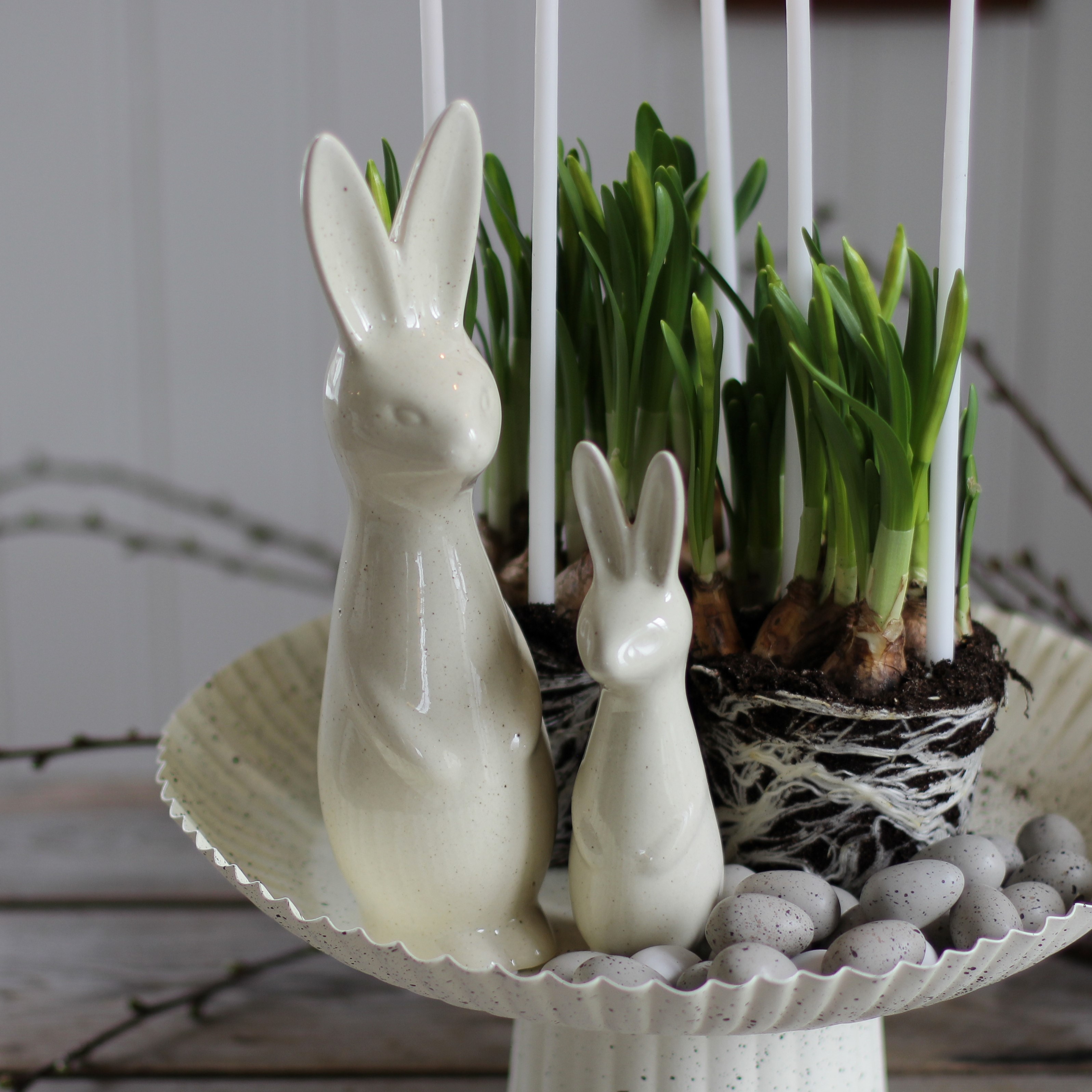 Swedish rabbit Vanilla  - Stor - 4