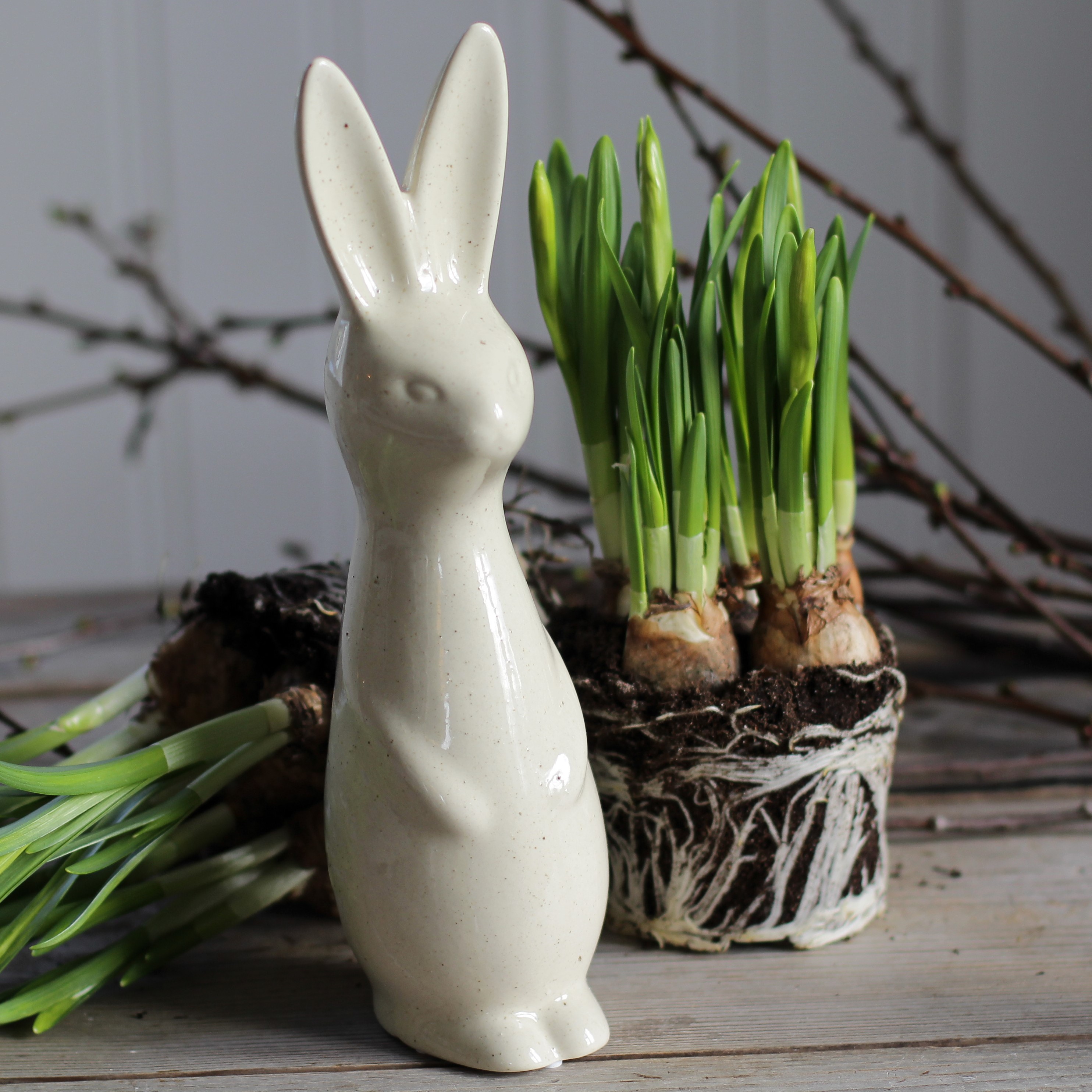 Swedish rabbit Vanilla  - Stor - 3