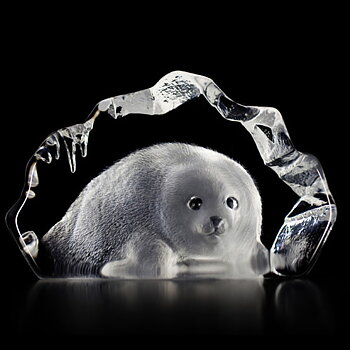 Mats Jonasson Wildlife Baby Seal