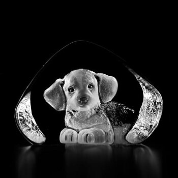 Mats Jonasson Harrier Pup