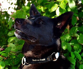 Back on Track Hundhalsband finns i två storlekar