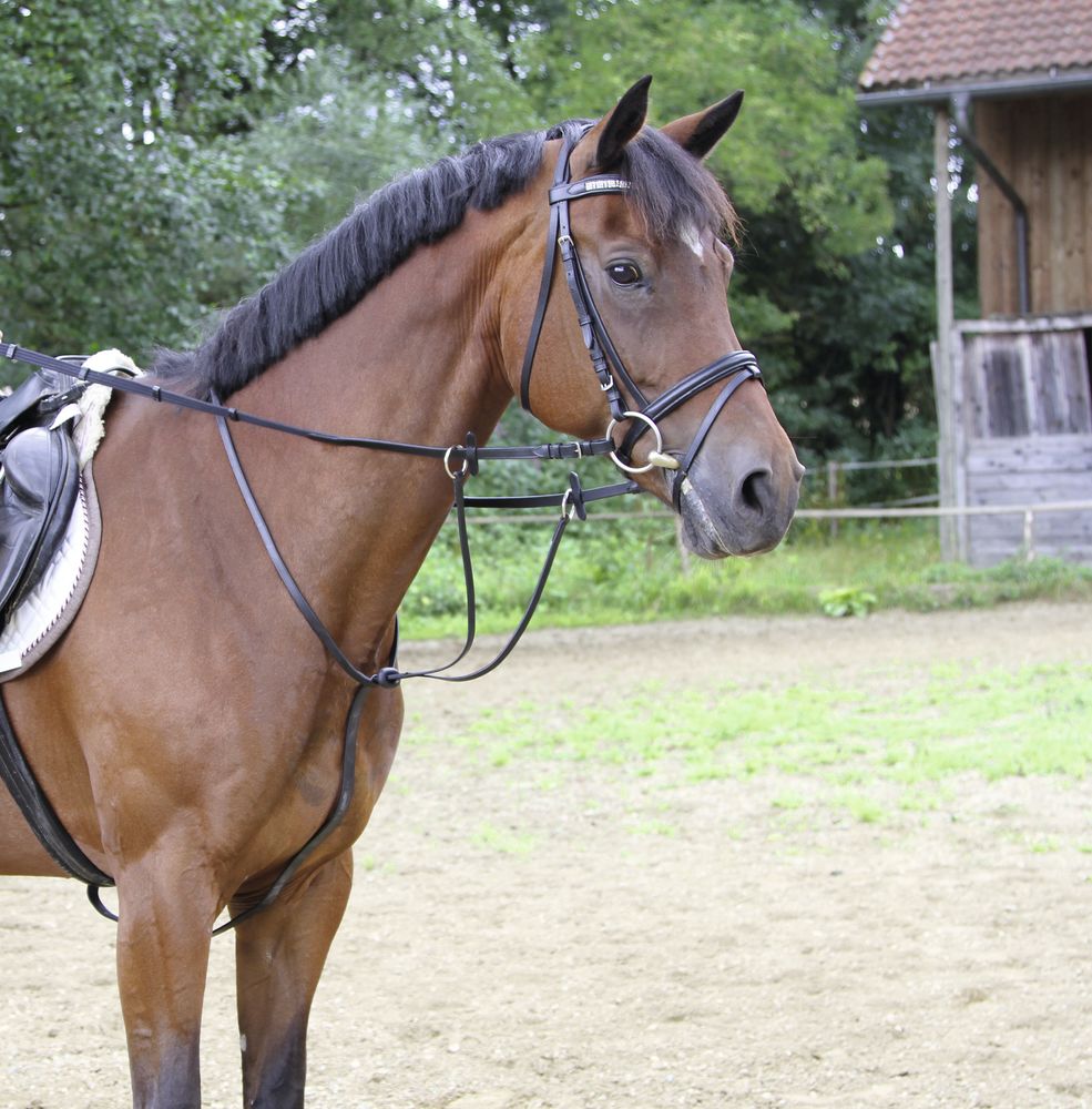 Covalliero Martingal Svart Ponny - 2