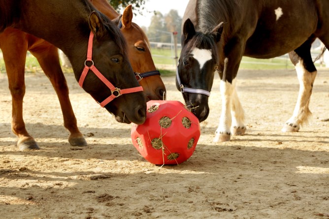 Kerbl Höboll Lila för ponny - 2