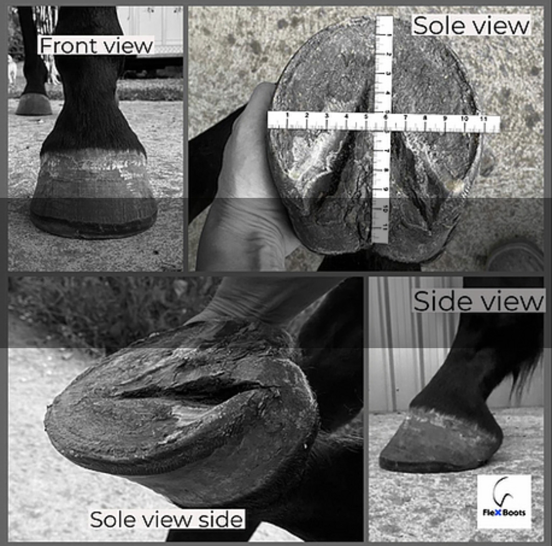 STORLEKSGUIDE Information om Flex Hoof Boots 