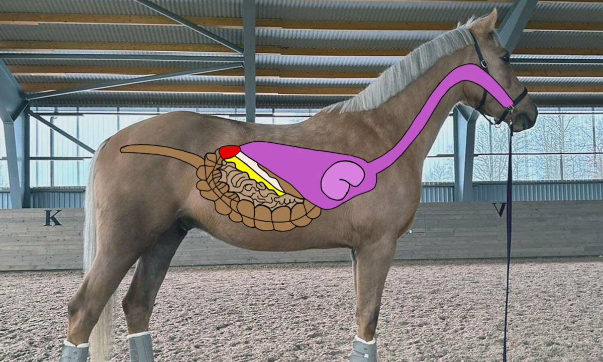 Mage och tarm