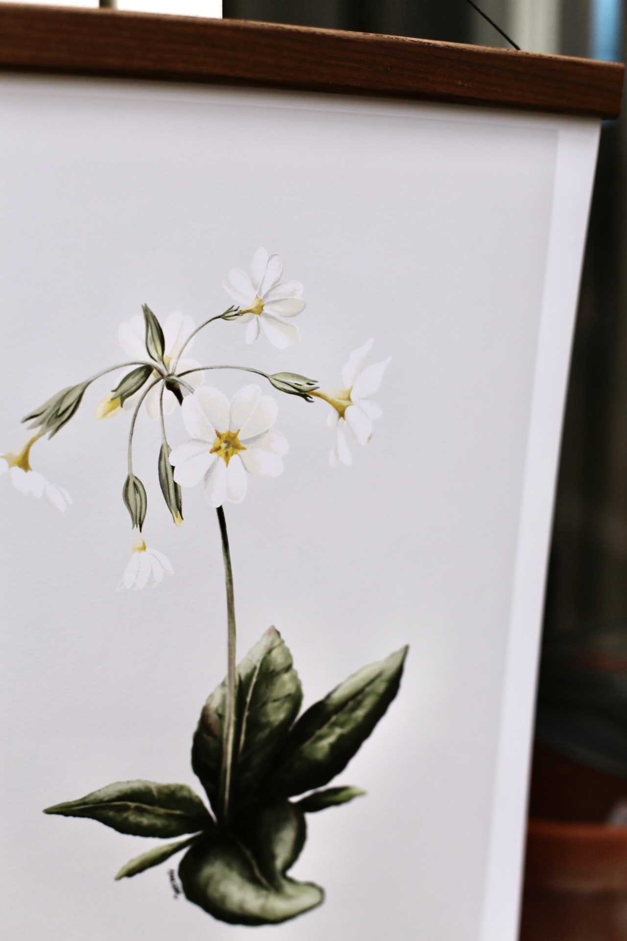 Poster Primula 