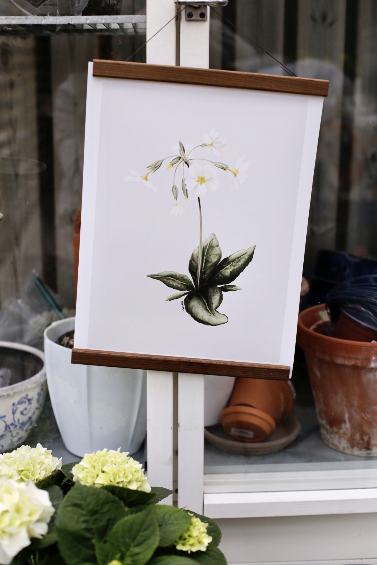 Poster Primula 