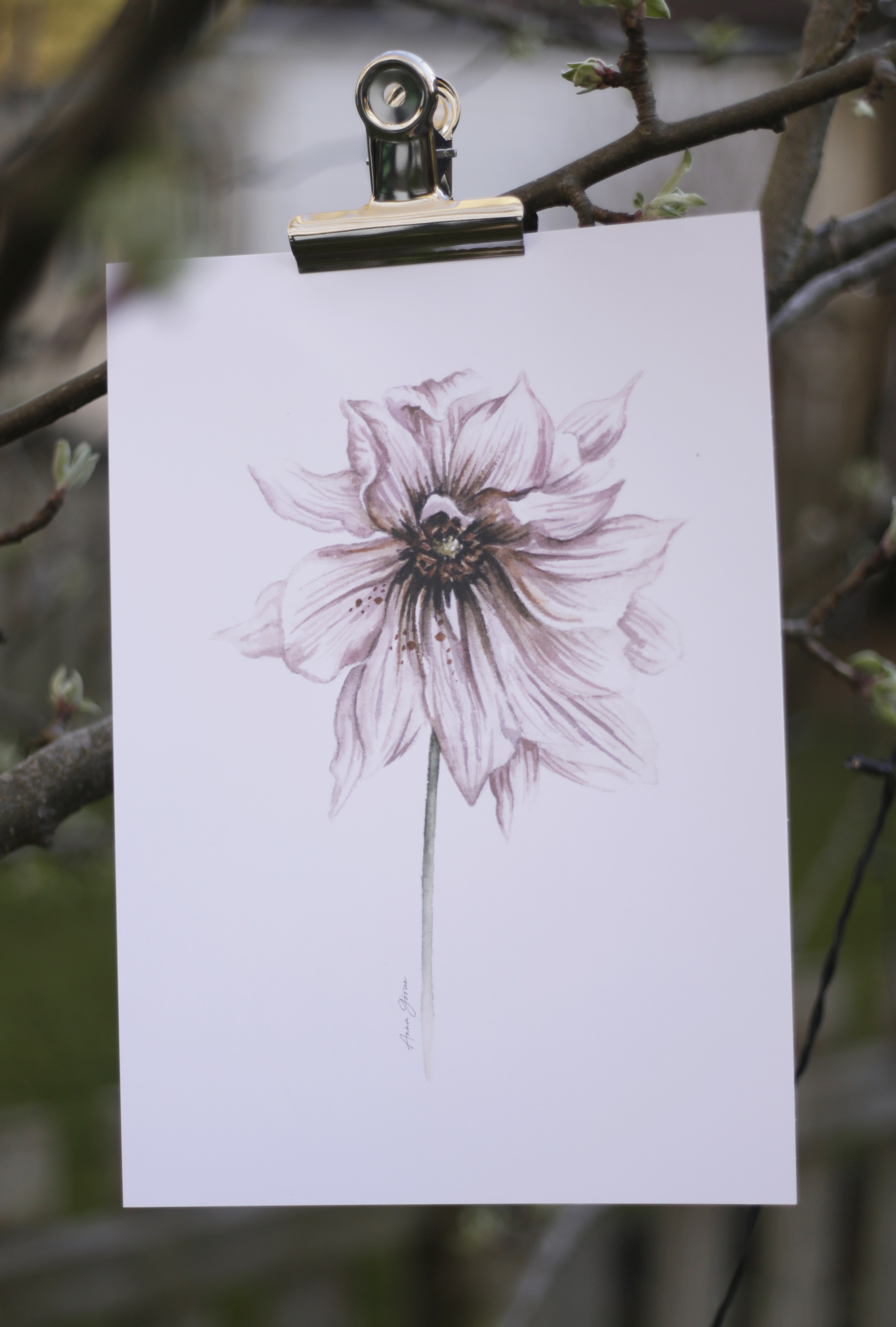 Dahlia blekrosa 21x30